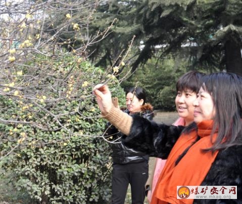 礦區(qū)春來早
